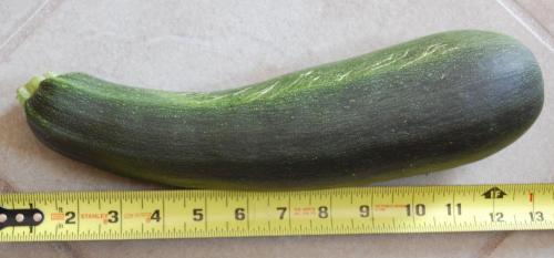 ginormous zucchini 2